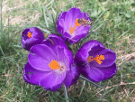 Crocus