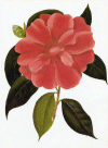 Camellia