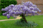 Wisteria